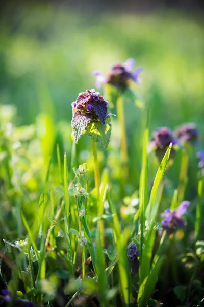 Divoké květiny fialové — Stock fotografie
