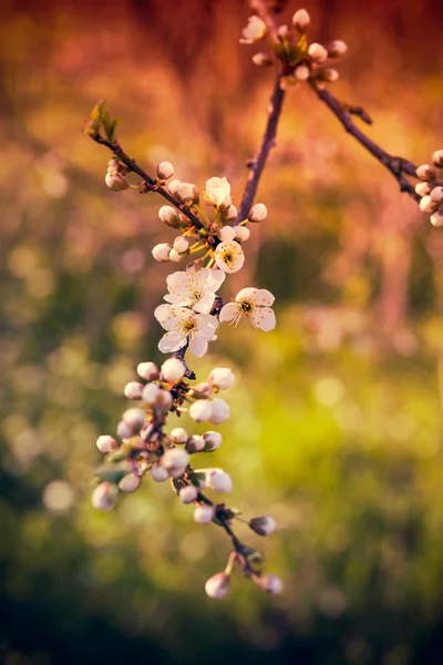 Kwiaty drzewa morelowego — Zdjęcie stockowe