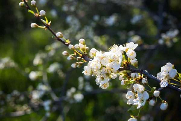 Apricot tree flowers — Stock Photo, Image