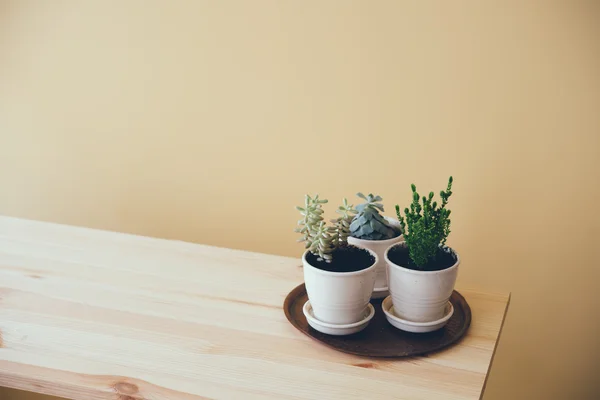 Plantas verdes em uma mesa de madeira — Fotografia de Stock