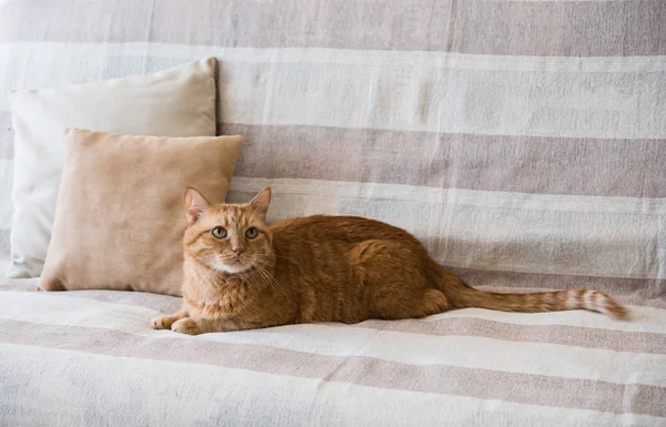 Gatto zenzero pigro che posa su un divano — Foto Stock