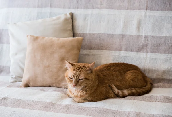 Perezoso jengibre gato tendido en un sofá —  Fotos de Stock