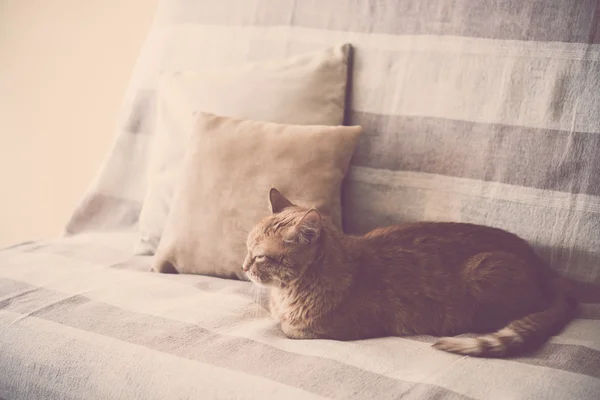 Ледачий імбирний кіт лежить на дивані — стокове фото