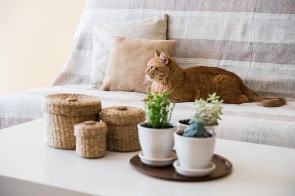 Lazy ginger cat laying on a sofa — Stock Photo, Image