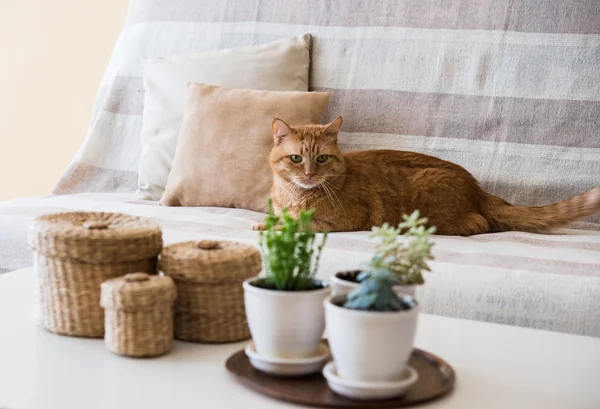 Lazy ginger cat laying on a sofa — Stock Photo, Image