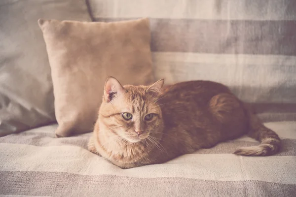 Lazy ginger cat laying on a sofa — Stock Photo, Image