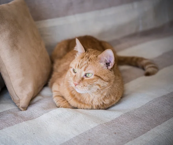 Ленивый рыжий кот лежит на диване — стоковое фото