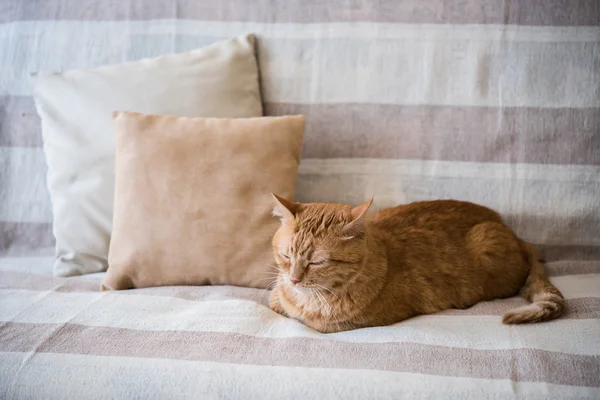 Chat roux paresseux posé sur un canapé — Photo