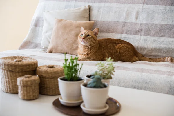 Lazy ginger cat laying on a sofa — Stock Photo, Image