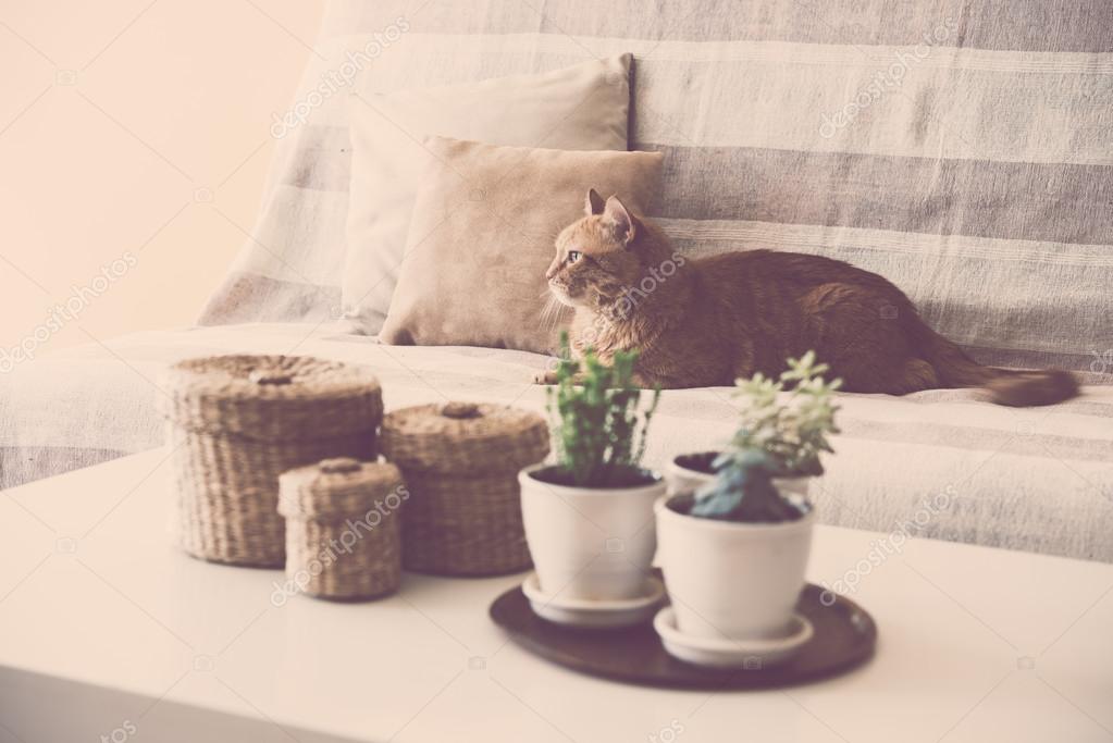 Tembel zencefil kedi kanepede döşenmesi Stok fotoğrafçılık ©manera