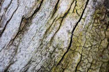 Ağaç kabuğu çatlak ile