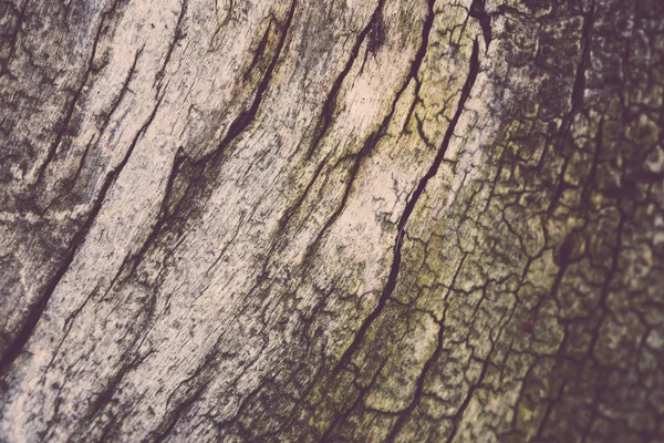 Stromová kůra s praskliny — Stock fotografie