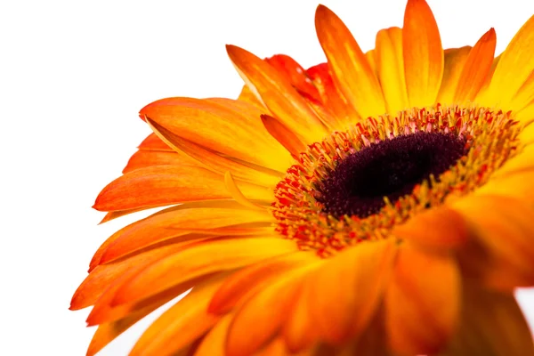 Yellow and orange gerbera — Stock Photo, Image