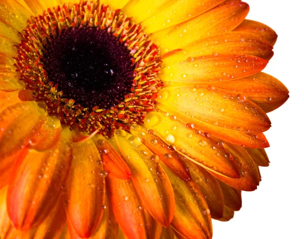 Gerbera amarelo e laranja — Fotografia de Stock