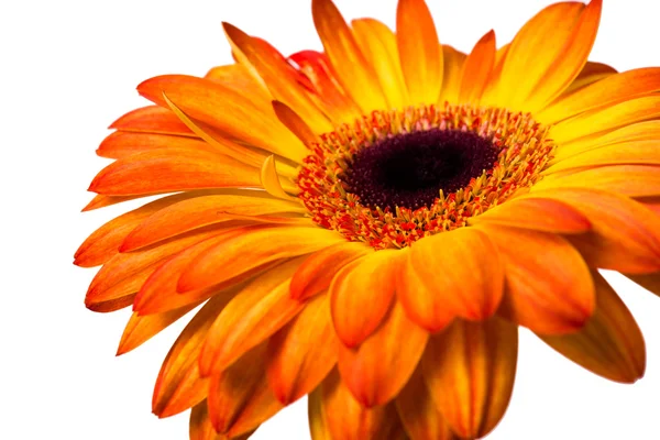 Gerbera amarelo e laranja — Fotografia de Stock