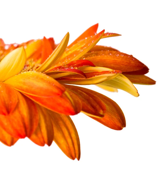 Yellow and orange gerbera — Stock Photo, Image