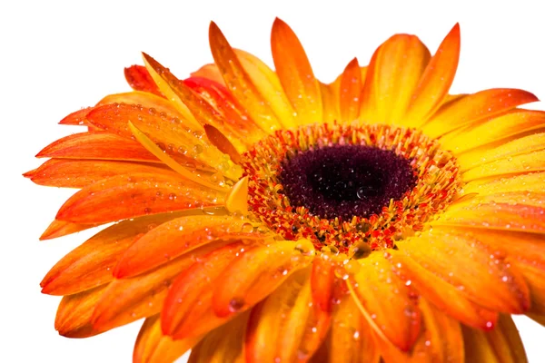 Yellow and orange gerbera Stock Photo