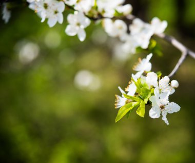 çiçek açan ağaç dalı