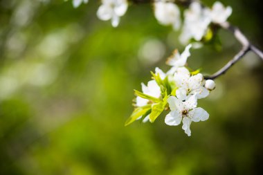 çiçek açan ağaç dalı