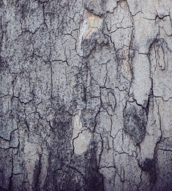 Ağaç kabuğunun dokusu