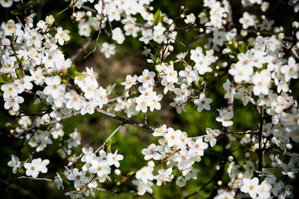 Ramo de árvore florescente — Fotografia de Stock