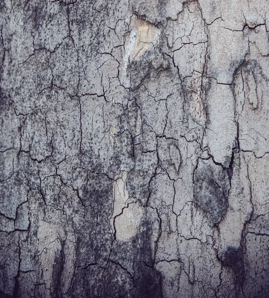Ağaç kabuğunun dokusu
