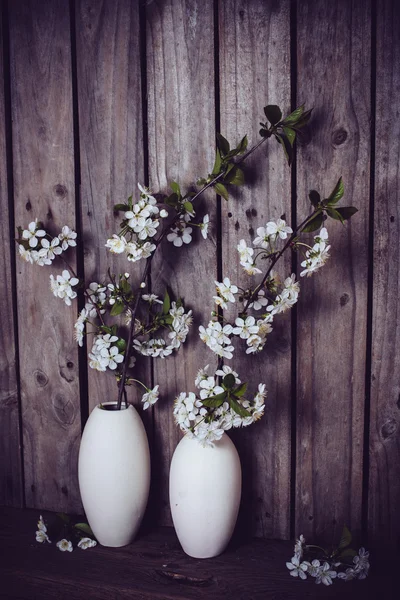 Branches de fleurs de cerisier blanc — Photo