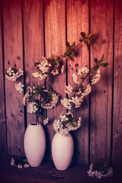 Zweige weißer Kirschblüten — Stockfoto