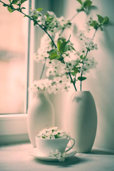 Цвіт вишні в білій вазі — стокове фото