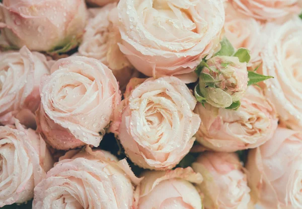 Beautiful fresh beige roses background — Stock Photo, Image