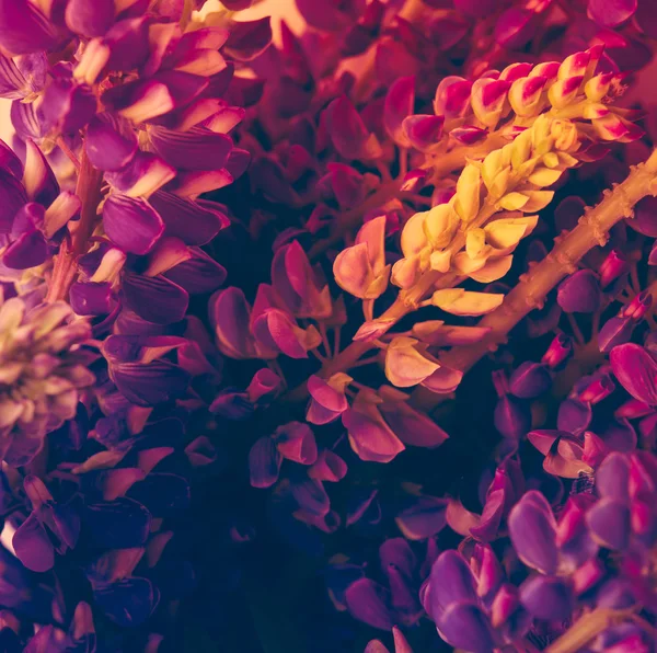 Mor ve purle kır çiçekleri makro çekim — Stok fotoğraf