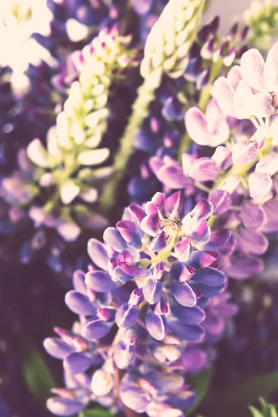 Fialová a purle divoké květiny makro snímek — Stock fotografie