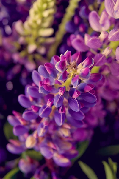 紫罗兰色和紫色的野花微距拍摄 — 图库照片