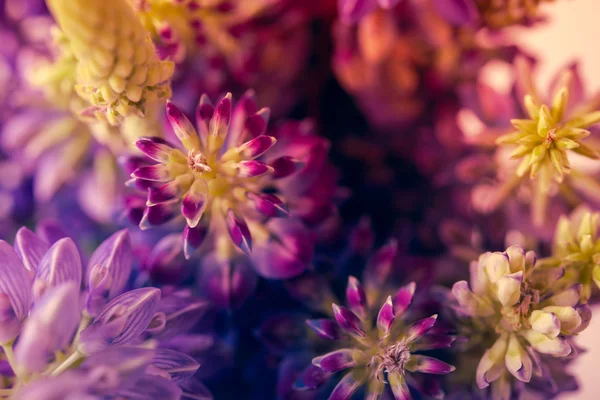 紫罗兰色和紫色的野花微距拍摄 — 图库照片