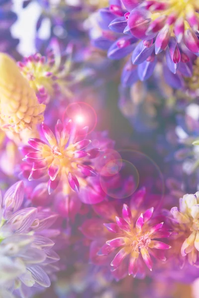 Violeta e purle flores silvestres macro tiro — Fotografia de Stock