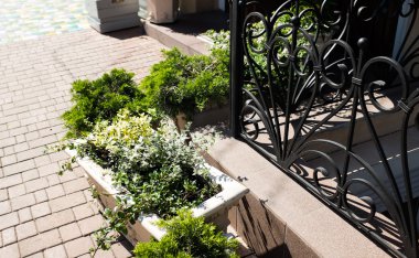 Yeşil bitkiler ile metal çit parçası