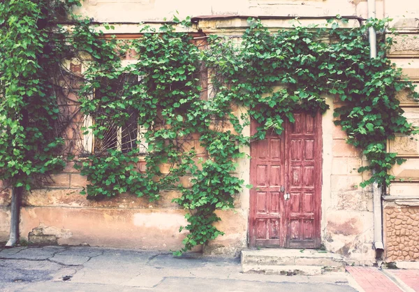 Vecchia porta e pianta rampicante — Foto Stock