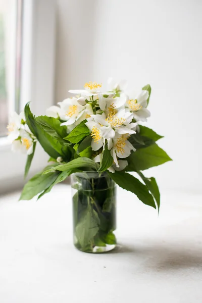 Boeket van verse witte jasmijn zomerbloemen — Stockfoto
