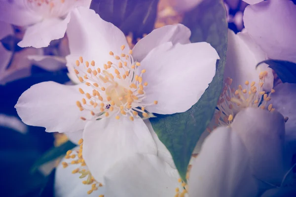 Beautiful fresh white summer jasmine flowers macro — Stock Photo, Image