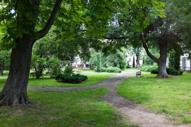 Yeşil ağaçlar ve bitkiler yaz Park