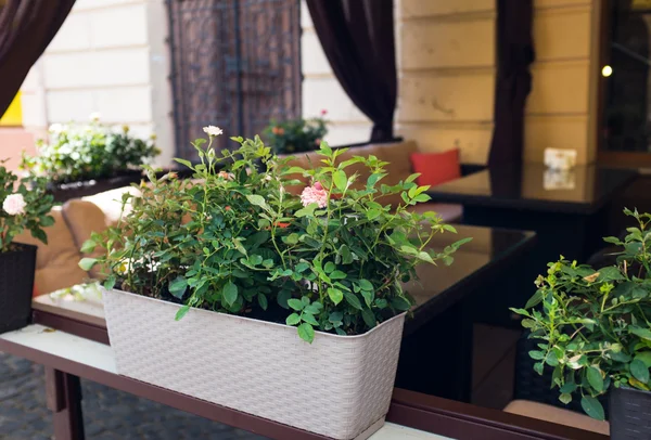 Rosales en una terraza de verano de café de la ciudad en la calle —  Fotos de Stock