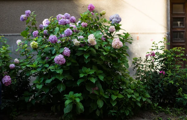 Hermoso arbusto de hortensias florecientes cerca de la pared — Foto de Stock