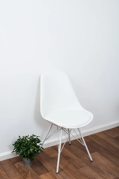 White stylish designer chair and green home plant near the wall