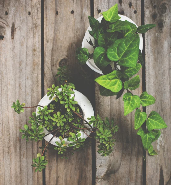 Natural green plants on an old vintage wooden board — Stock Photo, Image