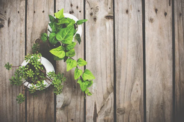 Natural green plants on an old vintage wooden board — Stock Photo, Image