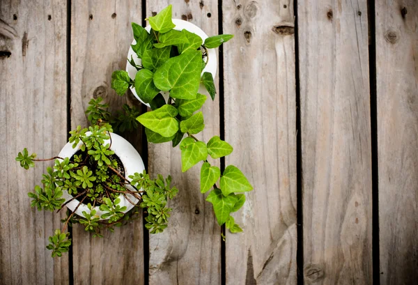 Natural green plants on an old vintage wooden board — Stock Photo, Image