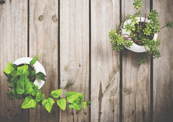 Natürliche grüne Pflanzen auf einem alten Holzbrett — Stockfoto