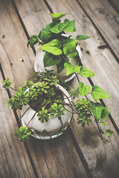 Plantas verdes naturales sobre una vieja tabla de madera vintage —  Fotos de Stock
