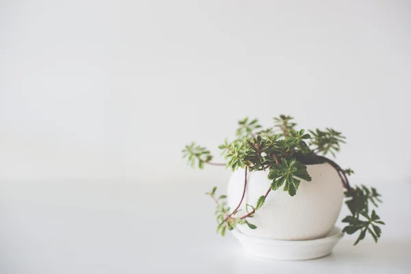 Planta verde en maceta de cerámica sobre blanco —  Fotos de Stock