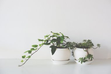 Yeşil ev bitkiler üzerinde beyaz seramik tencere